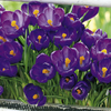 Crocus Jumbo Bulbs - Flower Record