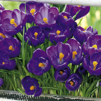 Crocus Jumbo Bulbs - Flower Record