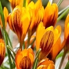 Crocus Jumbo Bulbs - Orange Monarch