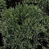 Cryptomeria j. Plant - Compressa
