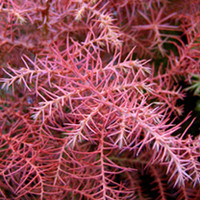 Cryptomeria japonica Plant - Elegans