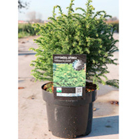 Cryptomeria japonica Plant - Vilmorin Gold