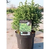 Cryptomeria japonica Plant - Vilmorin Gold