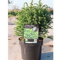Cryptomeria japonica Plant - Vilmorin Gold
