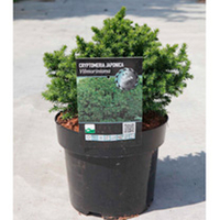 Cryptomeria japonica Plant - Viloriniana