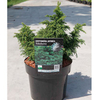Cryptomeria japonica Plant - Yokohama