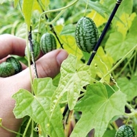 Cucamelon Plants