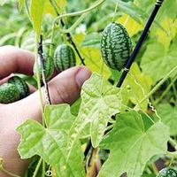 Cucamelon Plants