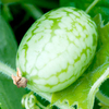 Cucamelon Seeds