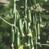 Cucumber Cucino F1 Seeds