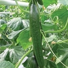 Cucumber Grafted Plant - F1 Carmen