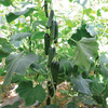 Cucumber Grafted Plant - Merlin