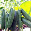 Cucumber Grafted Plant - Mini Star