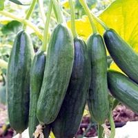Cucumber Grafted Plant - Mini Star