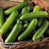 Cucumber Grafted Plant - Mini Stars