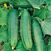 Cucumber Grafted Plants - Bush Champion