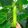 Cucumber Grafted Plants - Delistar