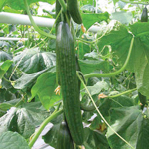 Cucumber Grafted Plants - F1 Carmen