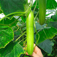 Cucumber Grafted Plants - F1 Delistar