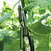Cucumber Grafted Plants - Shakira