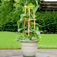 Cucumber Patio Veg Plants - Patio Snacker