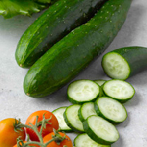 Cucumber Plant - Outdoor Star