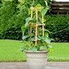 Cucumber Plant - Patio Snacker