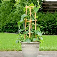 Cucumber Plant - Patio Snacker