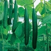 Cucumber Plants - F1 Bella