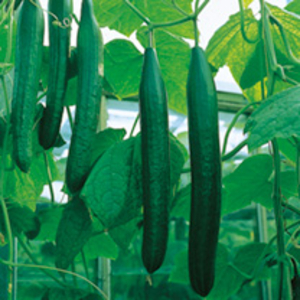 Cucumber Plants - F1 Bella