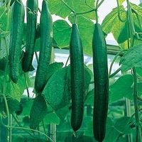 Cucumber Plants - F1 Bella