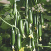 Cucumber Plants - F1 Cucino