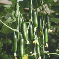Cucumber Plants - F1 Cucino