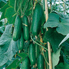 Cucumber Plants - F1 Passandra
