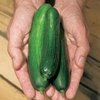 Cucumber Plants - Merlin