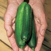 Cucumber Plants - Merlin
