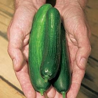 Cucumber Plants - Merlin