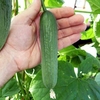 Cucumber Seeds - Baby F1