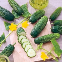 Cucumber Seeds - Dar