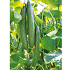 Cucumber Seeds - Greenfit F1