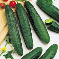 Cucumber Seeds - Marketmore