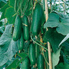 Cucumber Seeds - Passandra F1