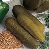 Cucumber Seeds - Venlo Pickling (Cornichon)