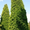 Cupressocyparis Ley. Castlewellan Gold