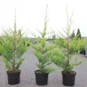 Cupressocyparis leylandii Plant - Castlewellan