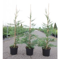 Cupressocyparis leylandii Plant