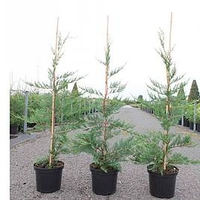 Cupressocyparis leylandii Plant