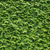 Cupressocyparis Leylandii Plants - 120/150cm