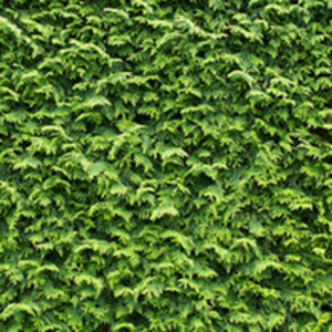Cupressocyparis Leylandii Plants - 120/150cm