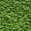 Cupressocyparis Leylandii Plants 60/90cm